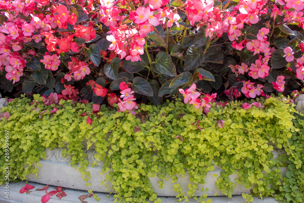 Blooming pink begonia close-up in a stone flower bed. Garden and park decoration. Blooming pink begonia close-up in a stone flower bed. Garden and park decoration.