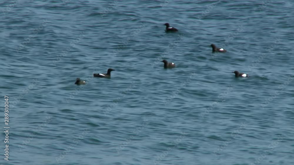 Handheld, medium wide shot of black guillemots swimming in the sea. Handheld, medium wide shot of black guillemots swimming in the sea.