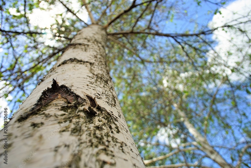 birch with green leaves against the blue sky, bottom view. birch with green leaves against the blue sky, bottom view.