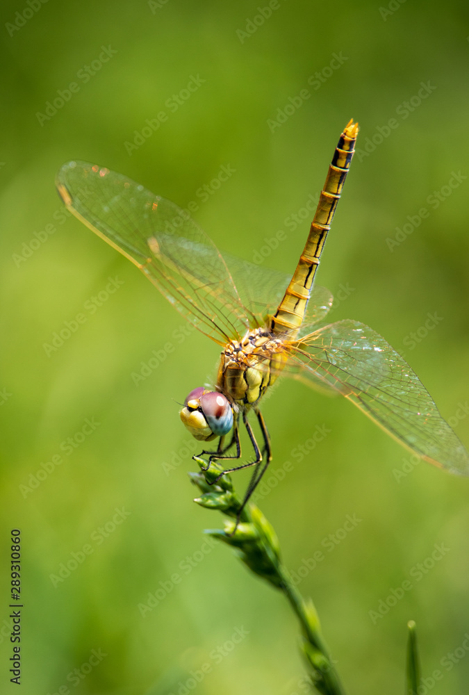 Dragonfly flying on blade of grass with green background Dragonfly flying on blade of grass with green background