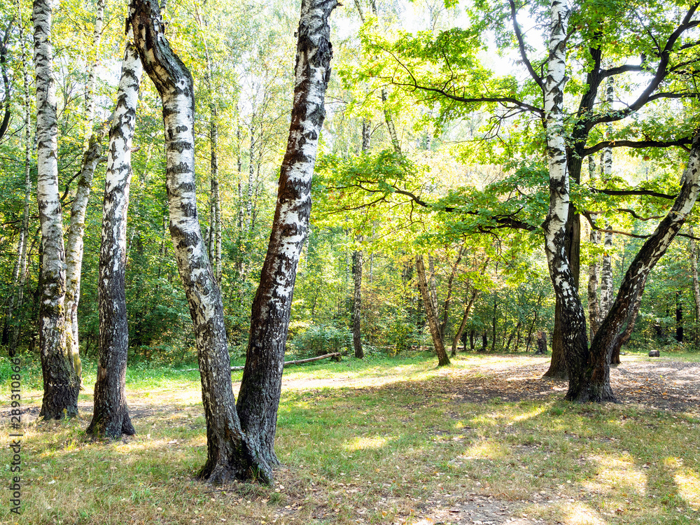 Fototapeta premium old birch trees on meadow in yellowing city park