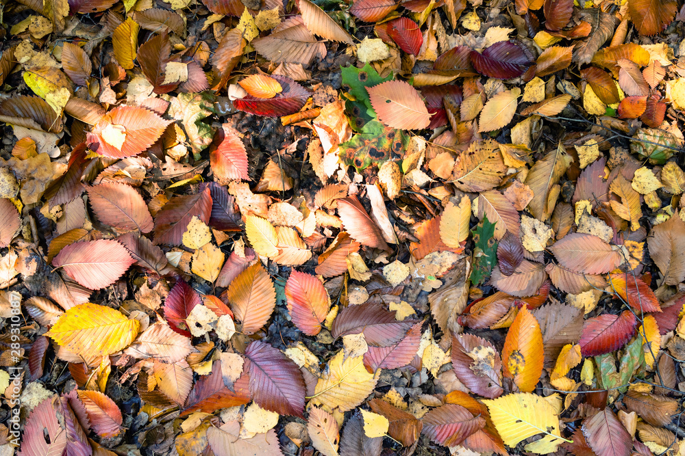 many colotful fallen leaves on elm tree on ground many colotful fallen leaves on elm tree on ground