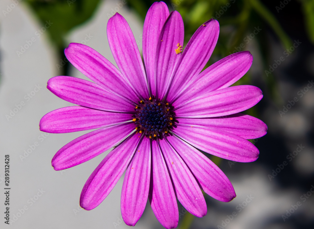 Purple flower with pollen Purple flower with pollen