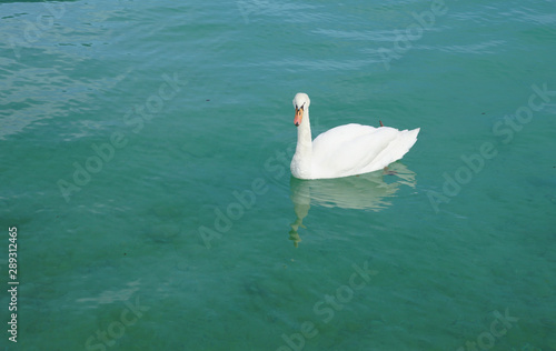 A white swan on the Annecy Lake in Annecy  France