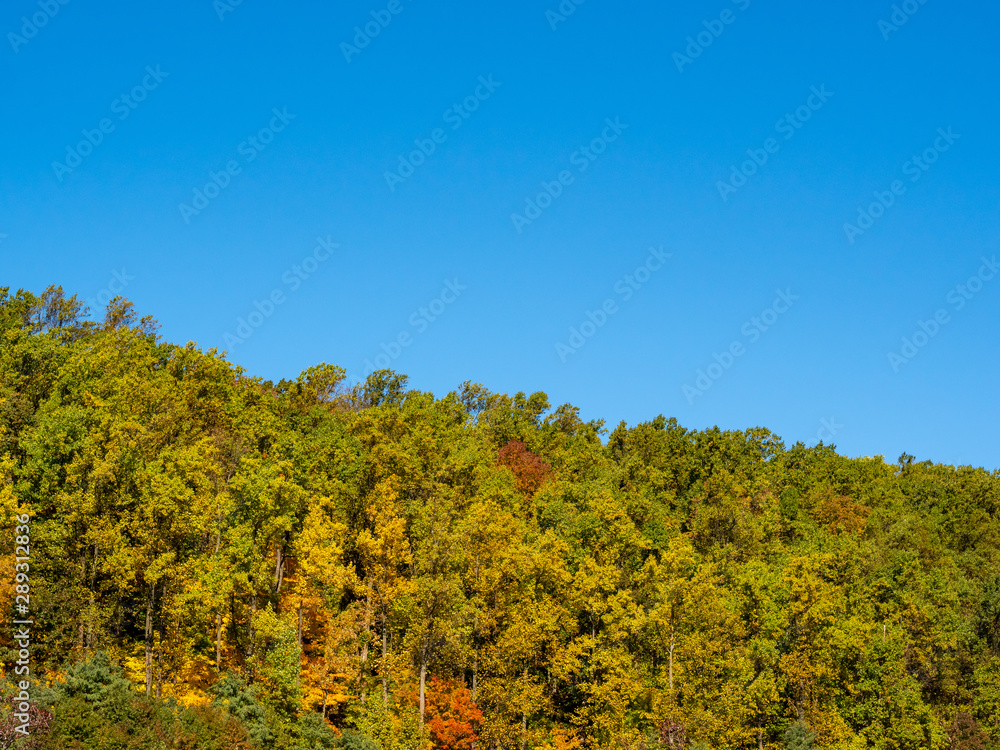 fall foliage against blue sky