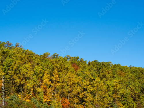 Fototapeta Naklejka Na Ścianę i Meble -  fall foliage against blue sky