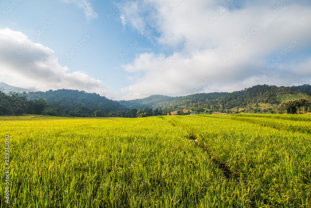 Rice field green in Thailand