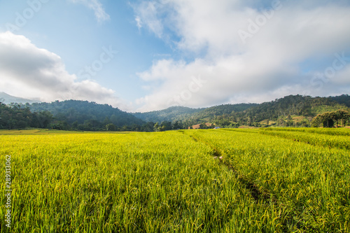 Rice field green in Thailand