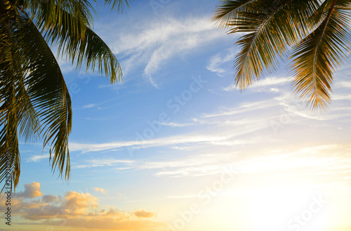 Leaves of coconut palm tree at tropical coast of Mauritius island at sunset.