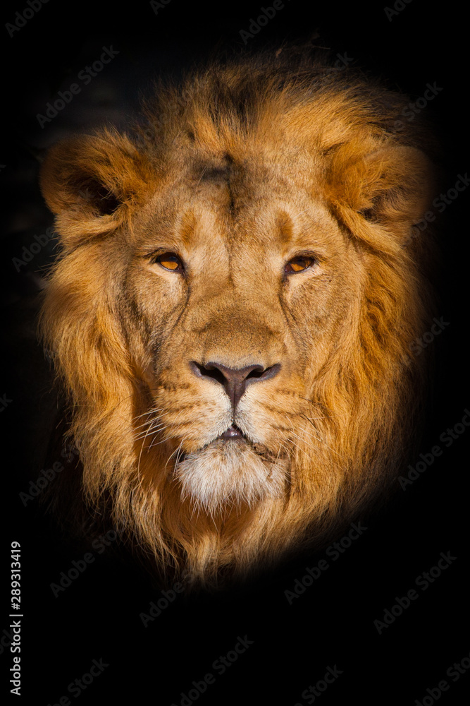  portrait of a powerful male lion isolated on a black background, powerful head and beautiful hairy mane.