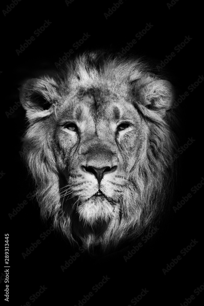  portrait of a powerful male lion isolated on a black background, powerful head and beautiful hairy mane. black and white photo