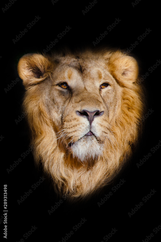  portrait of a powerful male lion isolated on a black background, powerful head and beautiful hairy mane.