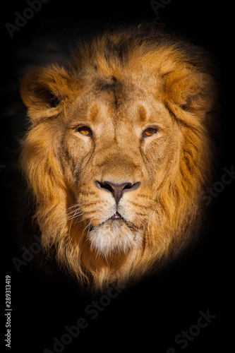 Fototapeta Naklejka Na Ścianę i Meble -   portrait of a powerful male lion isolated on a black background, powerful head and beautiful hairy mane.