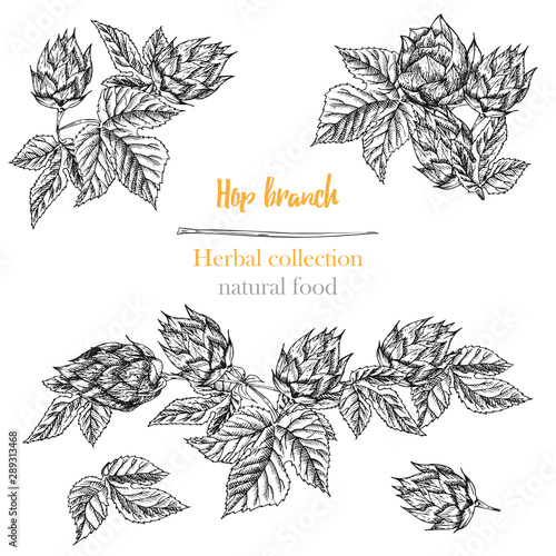 Set of botany hand drawn sketch hop borders and frames isolated on white background. Line drawing. Herbal frame. Natural food collection.