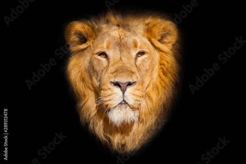  portrait of a powerful male lion isolated on a black background, powerful head and beautiful hairy mane. © Mikhail Semenov