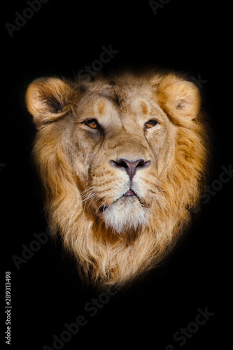  portrait of a powerful male lion isolated on a black background, powerful head and beautiful hairy mane. © Mikhail Semenov