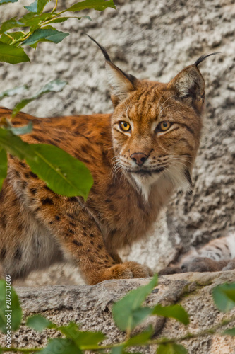 face of a large beautiful lynx cat in summer  red hair and tassels on the ears.