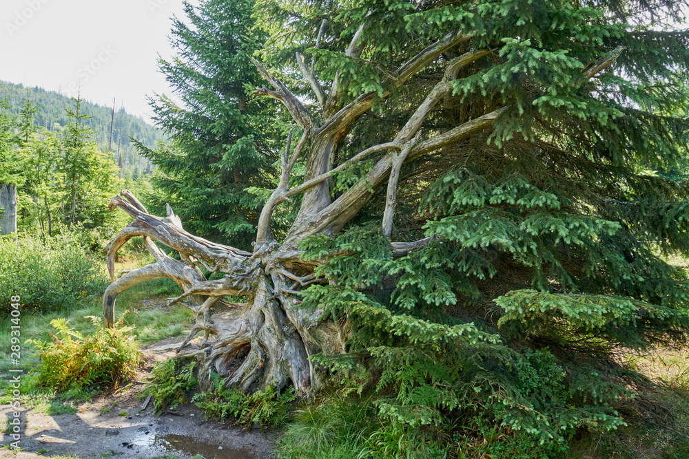 Nationalpark Bayrische Wald von Waldhäuser bis Neuschönau und rund um den Berg Lusen 1373m Nationalpark Bayrische Wald von Waldhäuser bis Neuschönau und rund um den Berg Lusen 1373m