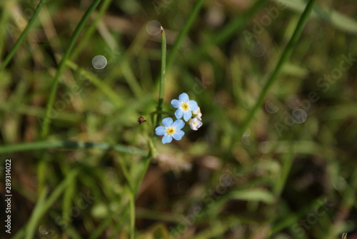 Myosotis Niezapominajka forget-me-not 