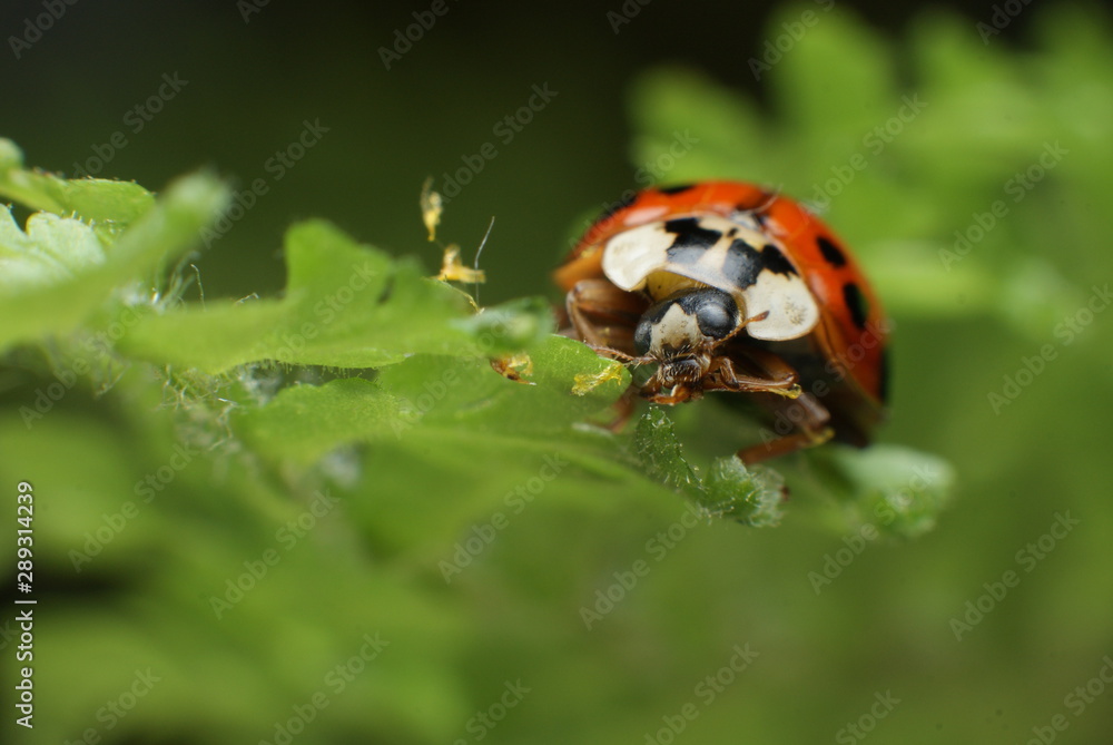 ladybug on green leaf