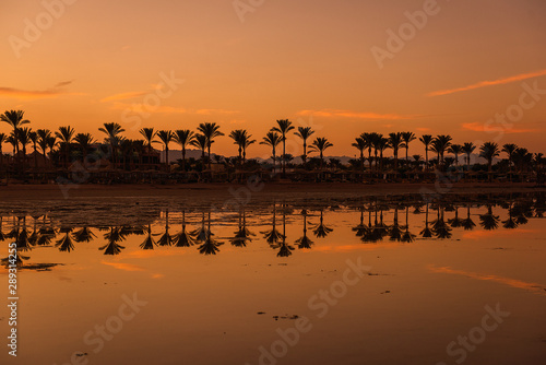 Beautiful landscape at sunset. Palm trees at dawn. Orange sky