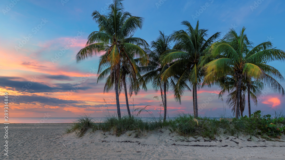 Obraz premium Palm trees on Miami Beach at sunrise, South Beach, Florida
