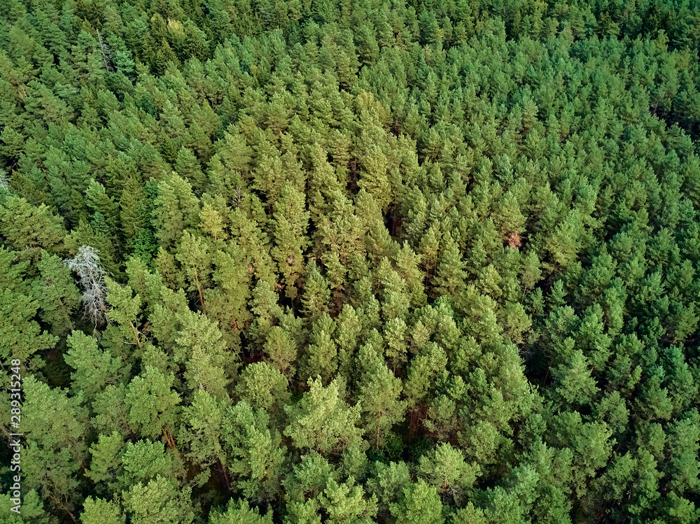 Beautiful panoramic aerial drone view to Bialowieza Forest - one of the last and largest remaining parts of the immense primeval forest that once stretched across the European Plain Beautiful panoramic aerial drone view to Bialowieza Forest - one of the last and largest remaining parts of the immense primeval forest that once stretched across the European Plain
