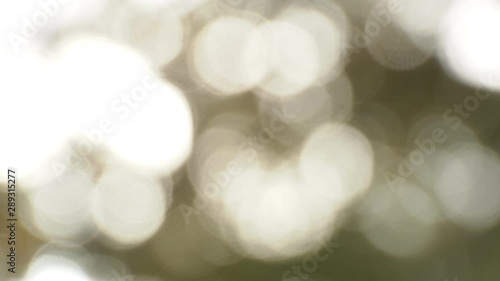 木のアウトフォーカス