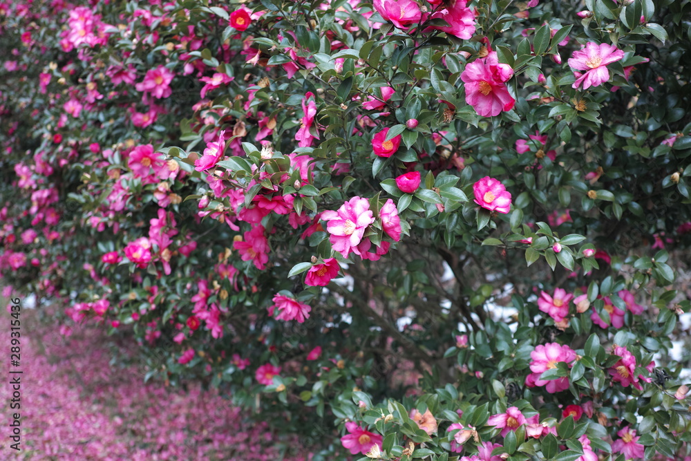 Fototapeta premium 椿