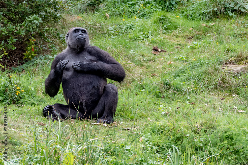A gorilla makes a breast roll