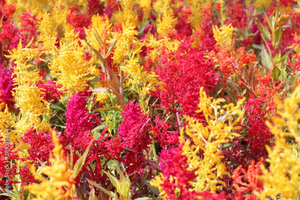 Garden Celosia flowers made of yellow, red and orange Amaranths Garden Celosia flowers made of yellow, red and orange Amaranths