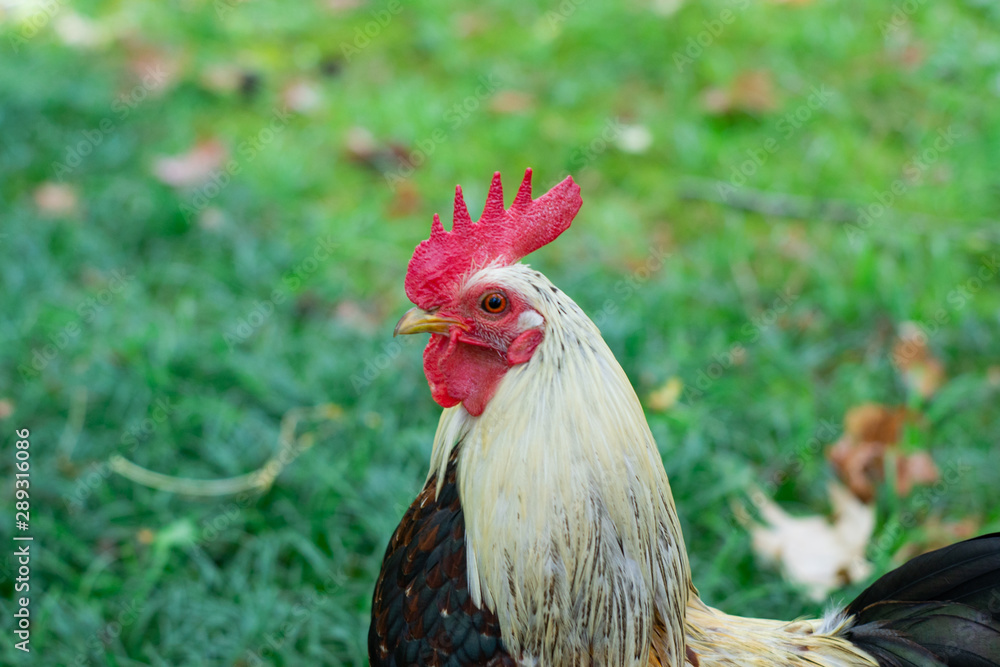 cock stands on a green lawn closeup