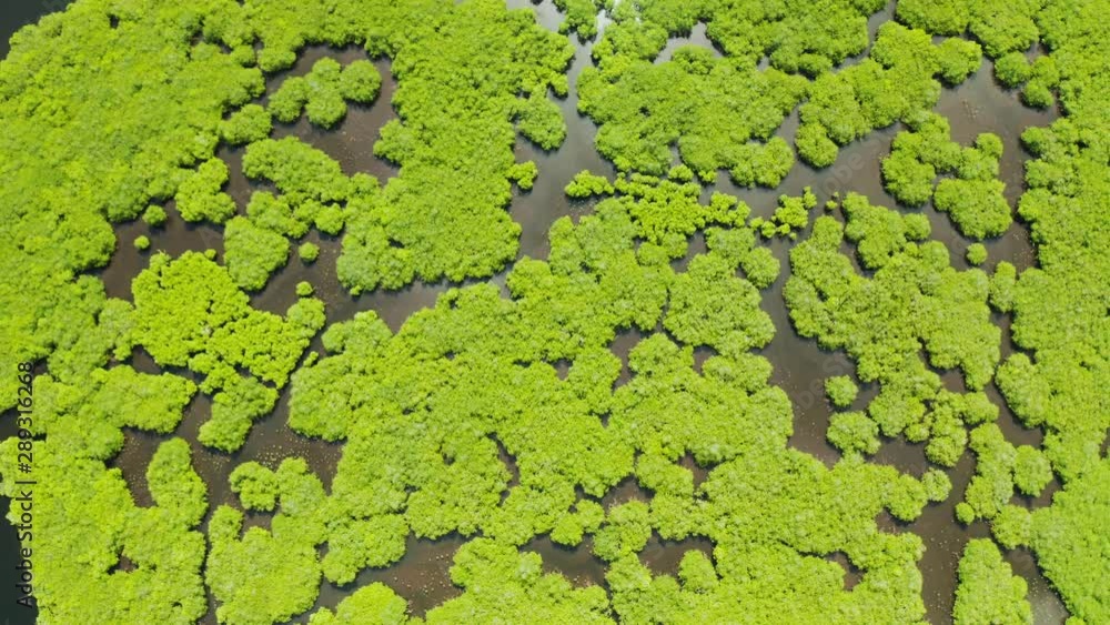 Mangrove forests and rivers, top view. Tropical background of mangrove trees. Philippine nature.