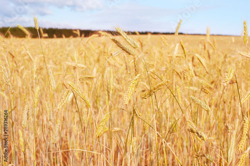 Wheet field harvest crop Es...