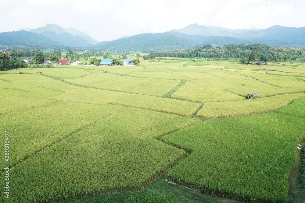 Rice fields in the morning in northern of Thailand.