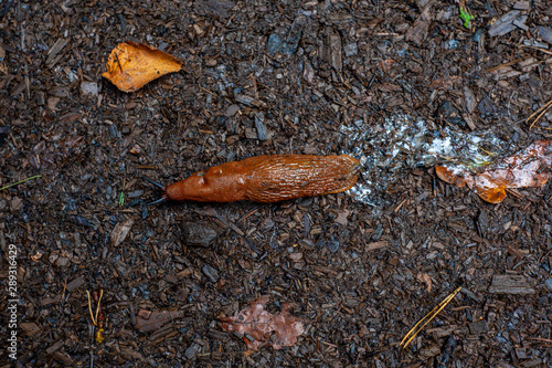 slug is going home in autumn forest after rain