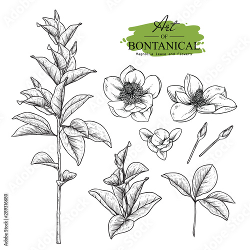 Sketch Floral Botany Collection. Magnolia flower drawings. Black and white with line art on white backgrounds. Hand Drawn Botanical Illustrations.Vector.