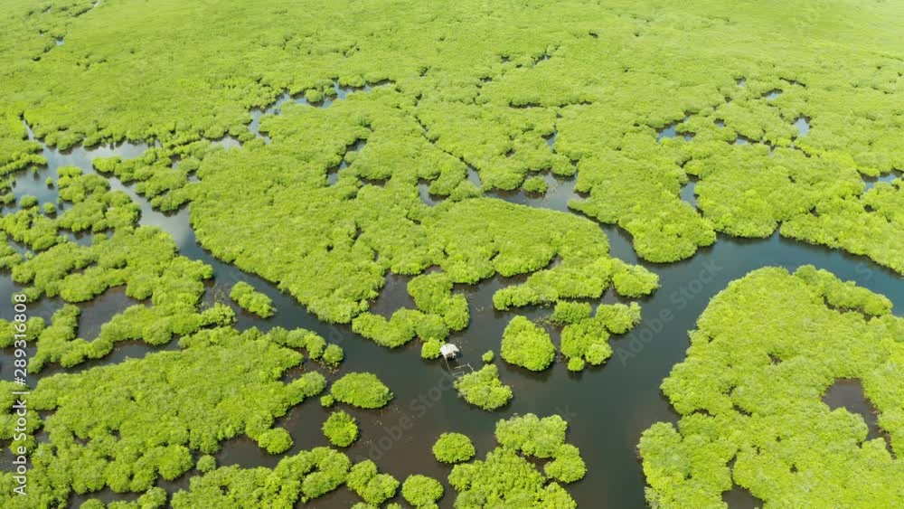Tropical forest with mangrove trees, the view from the top. Mangroves and rivers. Tropical landscape in a deserted area. Tropical forest with mangrove trees, the view from the top. Mangroves and rivers. Tropical landscape in a deserted area.