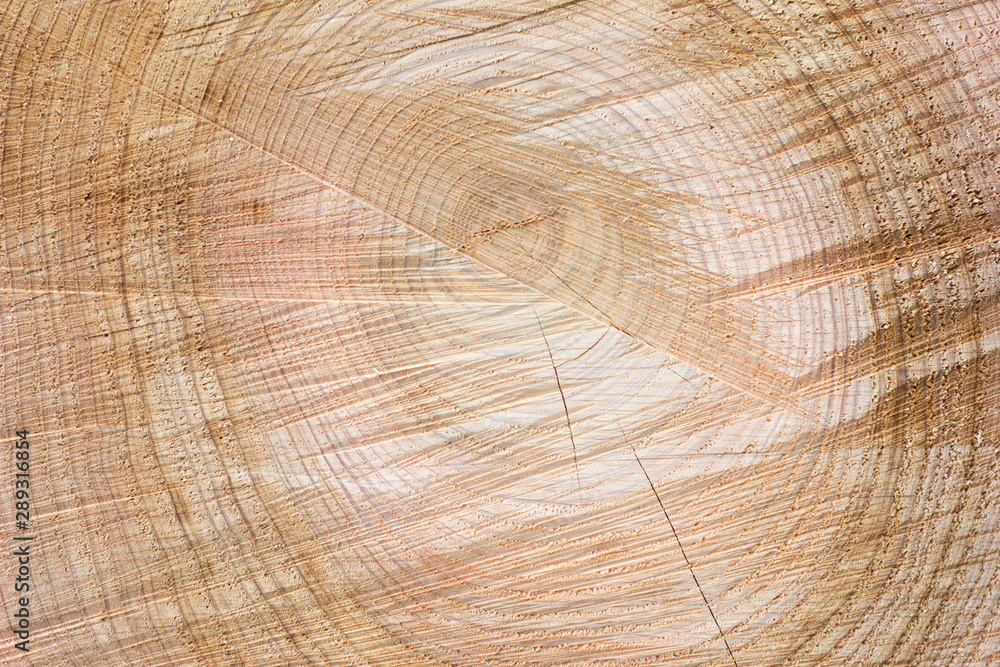 Naklejka premium Wood sawn in half and photographed as a background.