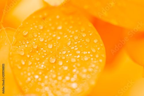 Macro photography of beautiful drops transparent rain water on orange leaf.