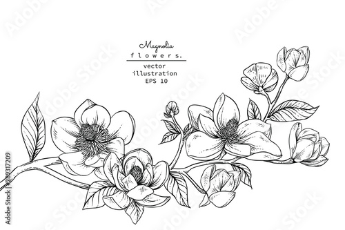 Fototapeta Szkic Kolekcja Kwiatowa Botanika. Rysunki kwiatów magnolii. Czarno-białe z grafiką na białym tle. Ręcznie rysowane ilustracje botaniczne. Wektor