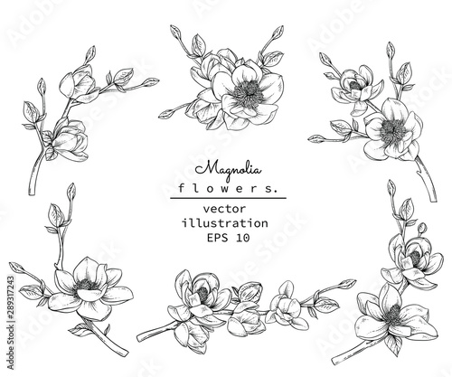 Sketch Floral Botany Collection. Magnolia flower drawings. Black and white with line art on white backgrounds. Hand Drawn Botanical Illustrations.Vector.