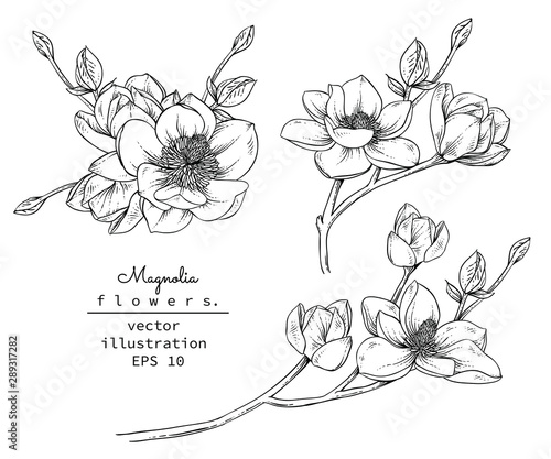 Sketch Floral Botany Collection. Magnolia flower drawings. Black and white with line art on white backgrounds. Hand Drawn Botanical Illustrations.Vector.