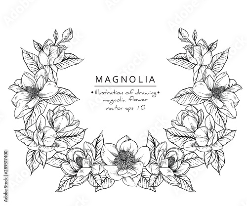 Sketch Floral Botany Collection. Magnolia flower drawings. Black and white with line art on white backgrounds. Hand Drawn Botanical Illustrations.Vector.