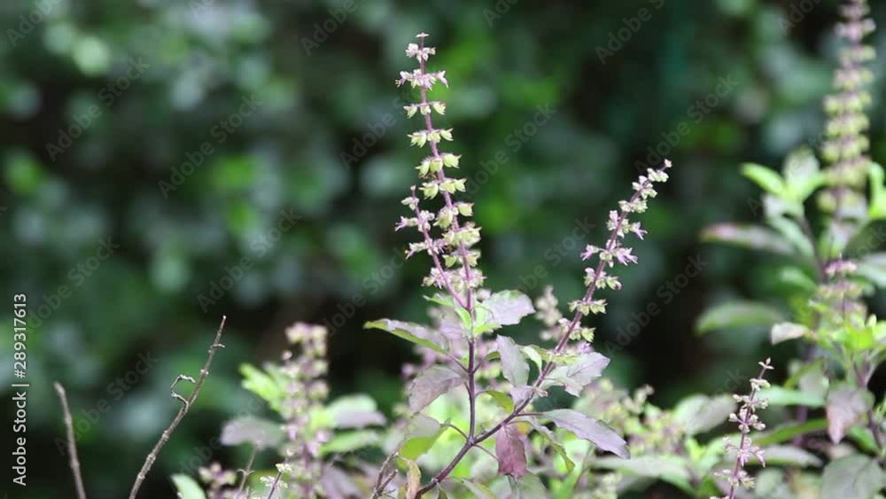 holy basil thailand herb holy basil thailand herb