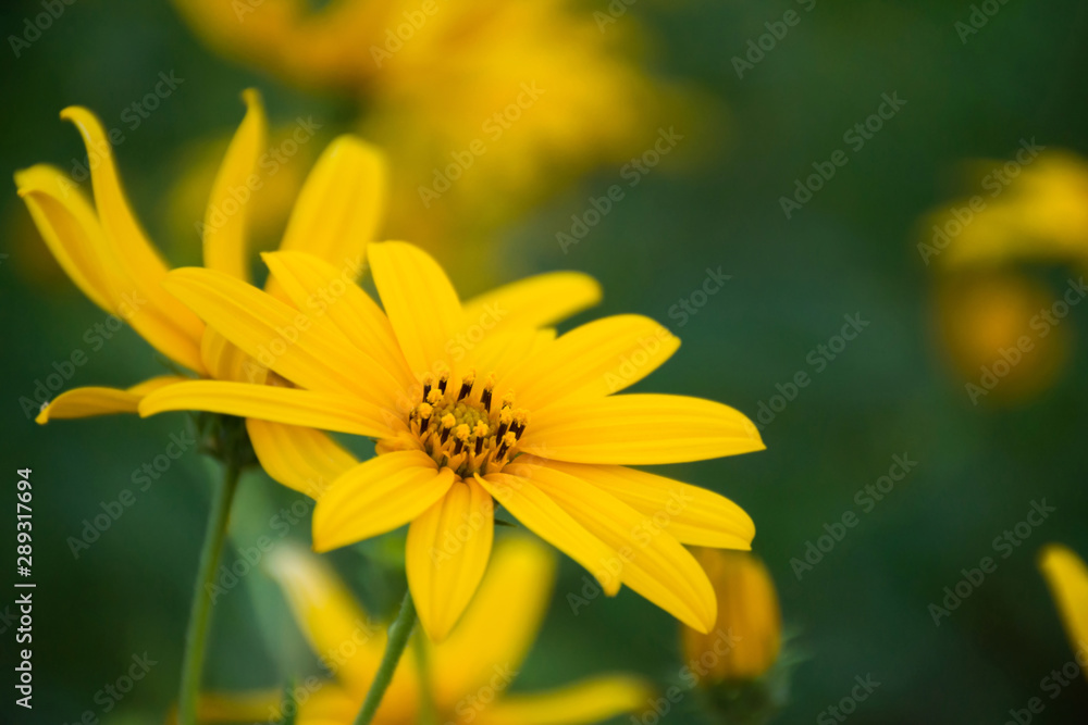 Yellow cosmos flower blooming in the field with blurred background.Selective focus. Yellow cosmos flower blooming in the field with blurred background.Selective focus.