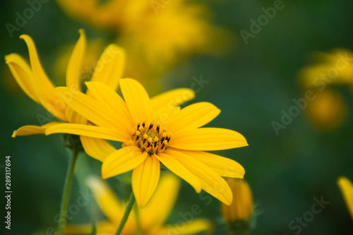 Yellow cosmos flower blooming in the field with blurred background.Selective focus.