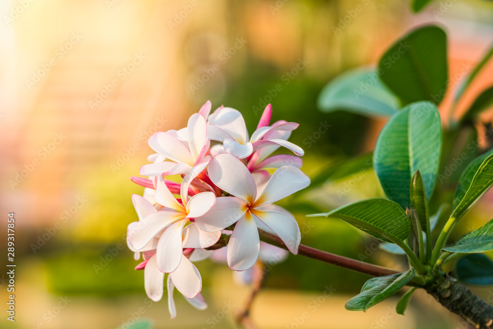 plumeria flower plumeria flower