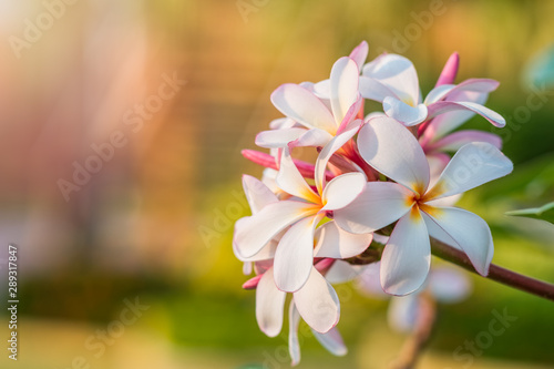 plumeria flower