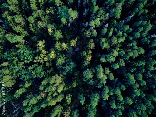Beautiful panoramic aerial drone view to Bialowieza Forest - one of the last and largest remaining parts of the immense primeval forest that once stretched across the European Plain © udmurd